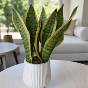 🌿 نبتة جلد النمر المقزّمة الكثيفة – حجم صغير وأوراق فاخرة 🌿