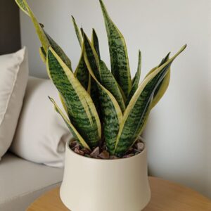 🌿 نبتة جلد النمر المقزّمة الكثيفة – حجم متوسط أنيق 🌿