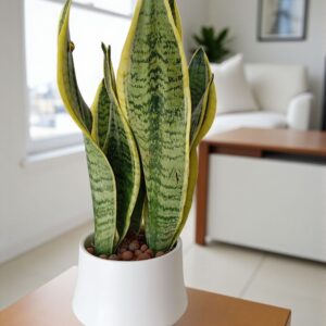 🌿 نبتة جلد النمر المقزّمة الكثيفة – حجم صغير وأوراق فاخرة 🌿