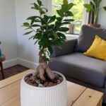 شجرة بونساي يابانية مقزّمة – حجم متوسط أنيق 🌿