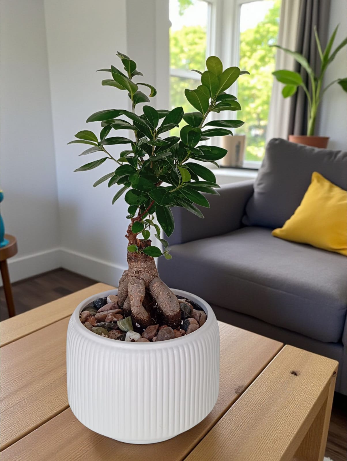 3efeb705-170c-4dac-b068-b83cc8c2305e شجرة بونساي يابانية مقزّمة – حجم متوسط أنيق 🌿