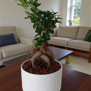 🌿 شجرة بونساي يابانية مقزّمة – حجم متوسط أنيق 🌿