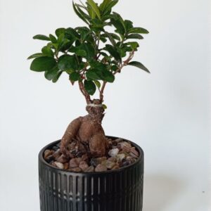 🌿 شجرة بونساي يابانية مقزّمة – حجم متوسط أنيق 🌿