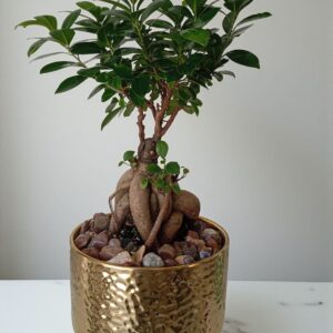 🌿 شجرة بونساي يابانية مقزّمة – حجم متوسط أنيق 🌿