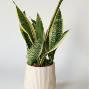 🌿 نبتة جلد النمر المقزّمة الكثيفة – حجم متوسط أنيق 🌿