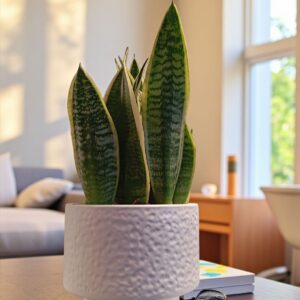 نباتات طبيعيه داخليه